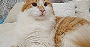 Feunard a rejoint le concours — aidez-le/la à gagner de superbes lots ! alert, animal, blanket, cat, cozy, cute, feline, fluffy, fur, home, indoor, lying_down, mammal, orange_and_white, paw, pet, pink_nose, relaxed, soft_texture, wallpaper