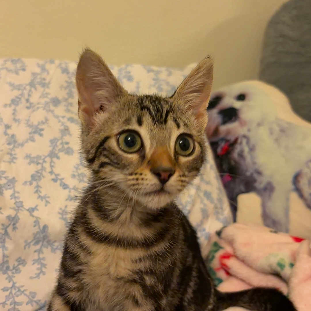 Bella joined the competition — help win amazing prizes! alert, animal, bed, blanket, cat, cozy, cute, domestic, ears, eyes, fabric, fur, indoor, kitten, pet, sitting, tabby, tail, whiskers, young