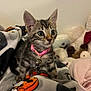 Bella joined the competition — help win amazing prizes! kitten, tabby, cat, pink_collar, blanket, halloween, pumpkin, plush_toys, indoor, cute, pet, animal, fur, young, alert, wide_eyes, cozy, soft, domestic_cat, curious