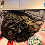 Bella is registered to the contest to win money with this photo: cat, tabby, sleeping, curled_up, blanket, laptop, keyboard, indoor, pet, cozy, fur, striped, resting, soft, comfort, closeup, animal, domestic, relaxation, warm