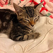 Bella joined the competition — help win amazing prizes! cat, kitten, tabby, sleeping, blanket, fleece_blanket, white_blanket, soft_texture, indoor, pet, animal, cute, resting, cozy, fur, whiskers, ears, paw, close_up, domestic_cat