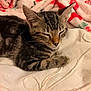 cat, kitten, tabby, sleeping, blanket, fleece_blanket, white_blanket, soft_texture, indoor, pet, animal, cute, resting, cozy, fur, whiskers, ears, paw, close_up, domestic_cat