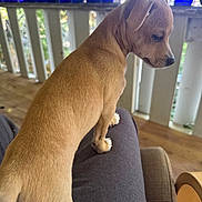Bob is registered to the contest to win money with this photo: animal, blue_glass, bottles, calm, cute, daylight, dog, furry, leg, looking_down, outdoor, pet, porch, puppy, railing, side_view, standing, tan, wooden_floor, young
