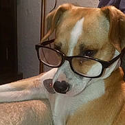 Papa is registered to the contest to win money with this photo: dog, glasses, pet, brown_and_white, indoor, close_up, relaxed, canine, portrait, animal, furniture, nose, ears, collar, tag, looking_away, resting, cute, domestic_animal, muzzle