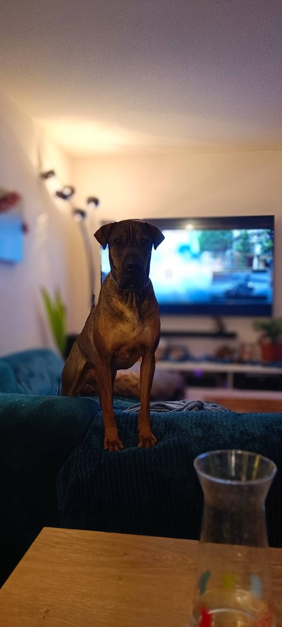 Newton participe au concours pour gagner de l'argent avec cette photo : canidae, carnivore, comfort, companion_dog, dog, dog_breed, fawn, flooring, guard_dog, lighting, plant, room, snout, sporting_group, table, tail, television, toy_dog, working_animal, working_dog