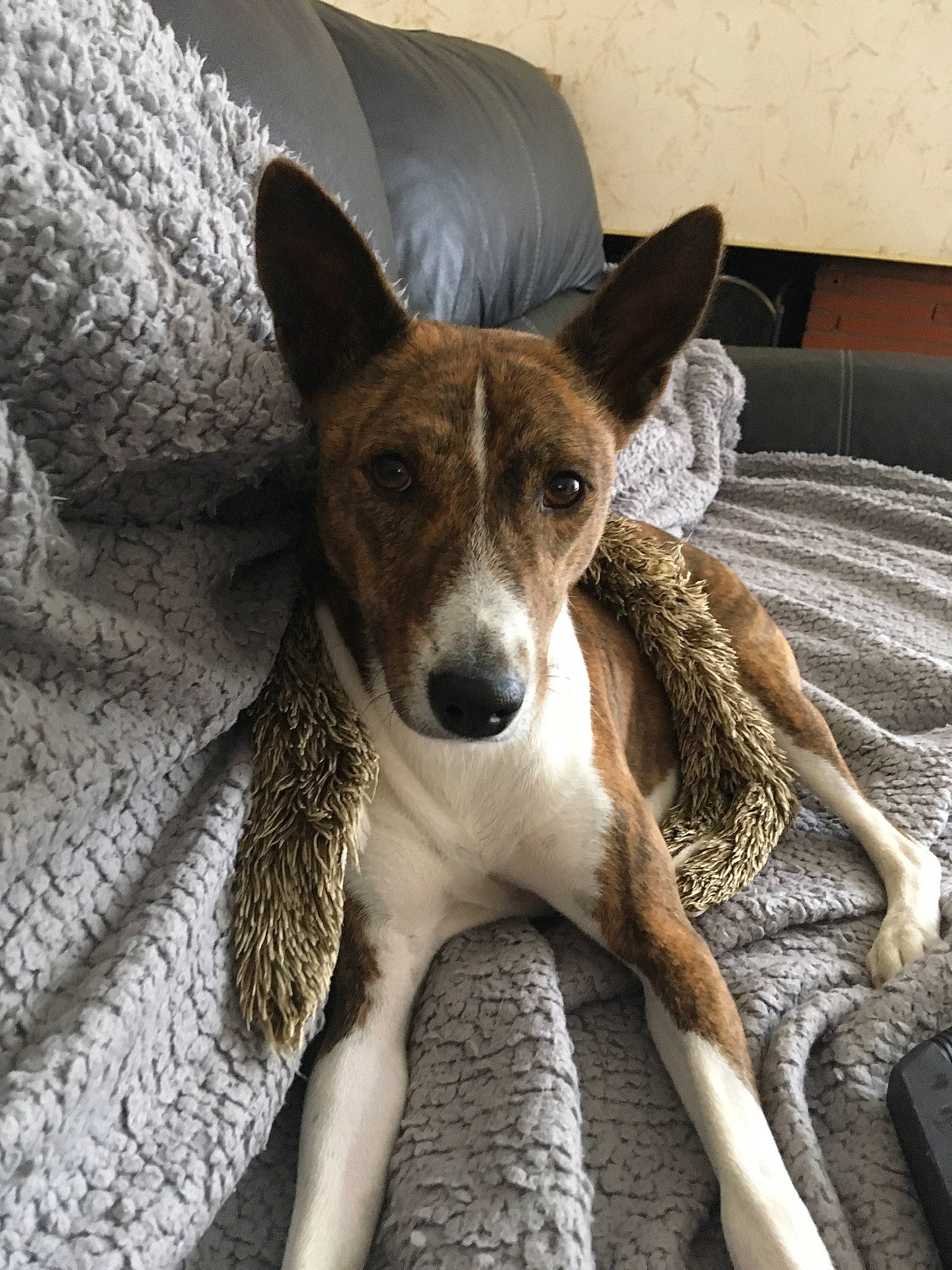 Marvin a rejoint le concours — aidez-le/la à gagner de superbes lots ! canidae, carnivore, comfort, companion_dog, dog, dog_breed, fawn, fur, linens, newspaper, non_sporting_group, sighthound, snout, sporting_group, terrestrial_animal, whiskers, wood, working_animal