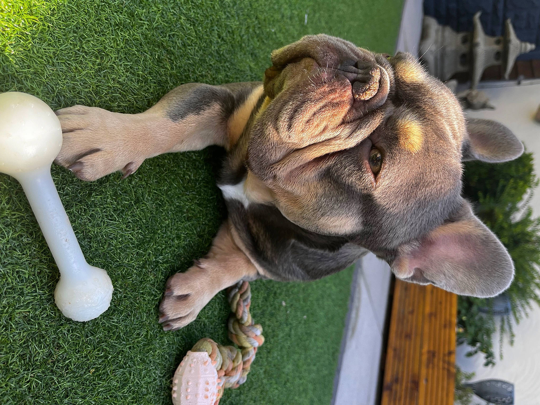 Blaze is registered to the contest to win money with this photo: art, companion_dog, cutlery, dog, dog_breed, fawn, gesture, grass, kitchen_utensil, lawn_ornament, plant, snout, spoon, sporting_group, tail, terrestrial_animal, tree, wood, working_animal, wrinkle