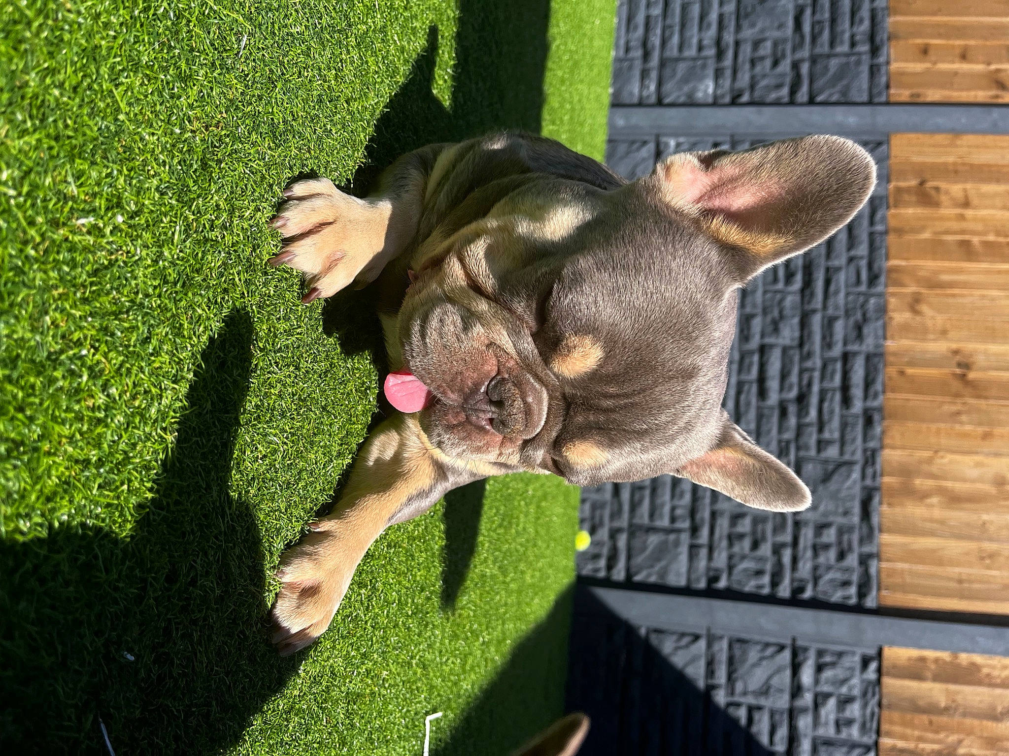 Blaze joined the competition — help win amazing prizes! carnivore, companion_dog, dog_breed, fawn, felidae, fun, gesture, grass, happy, lawn, leisure, meat, people_in_nature, plant, snout, sporting_group, tail, thumb, tree, whiskers