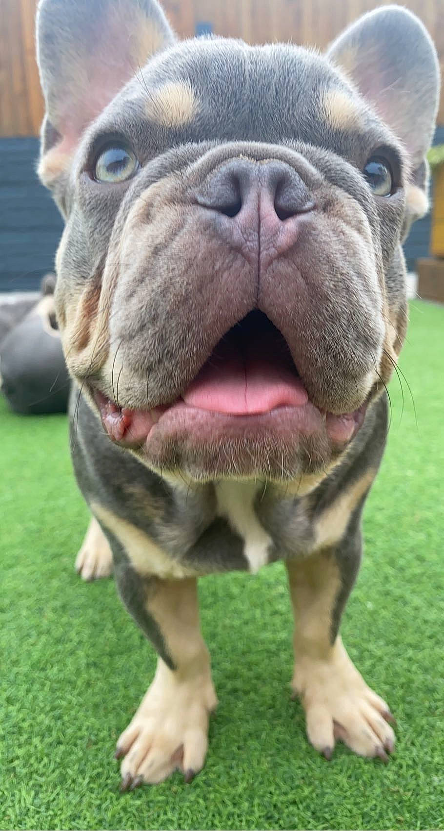 Blaze is registered to the contest to win money with this photo: bulldog, carnivore, close_up, collar, companion_dog, dog, dog_breed, dog_collar, ear, fawn, grass, liver, mammal, nose, plant, snout, terrestrial_animal, vertebrate, whiskers, wrinkle
