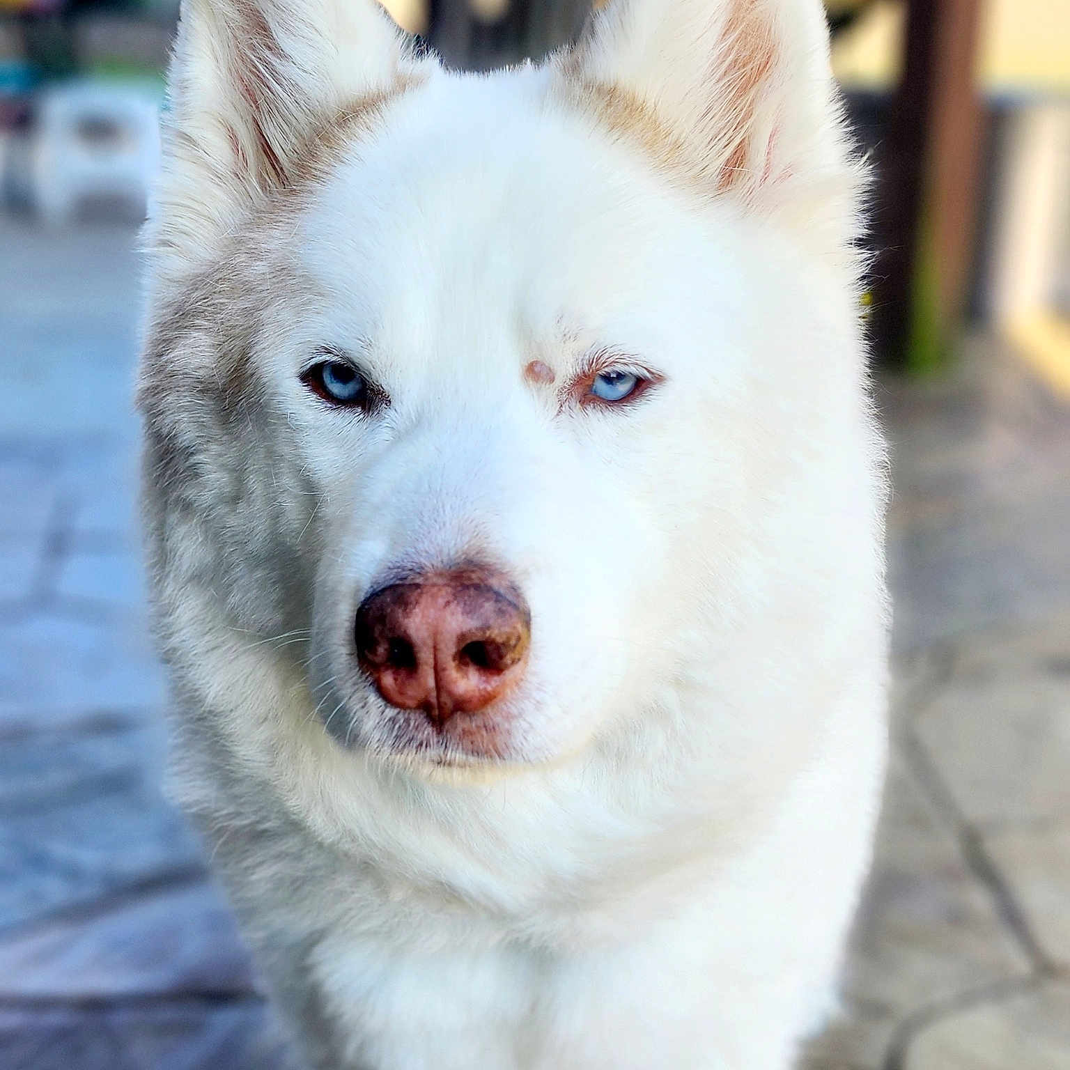 Denali is registered to the contest to win money with this photo: animal, canine, dog, eskimodog, flagstone, husky, path, pet, puppy, snout, walkway, whitedog, wolf