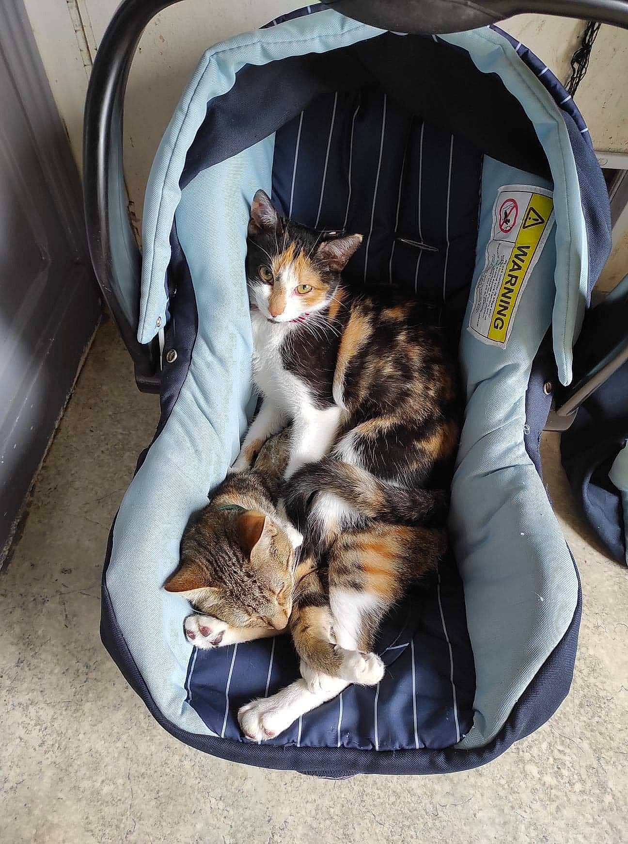 Pixelle participe au concours pour gagner de l'argent avec cette photo : american_shorthair, asian, bengal, carnivore, cat, comfort, domestic_short_haired_cat, dragon_li, egyptian_mau, european_shorthair, felidae, fur, kitten, nap, sleep, small_to_medium_sized_cats, sokoke, tabby_cat, toyger, whiskers