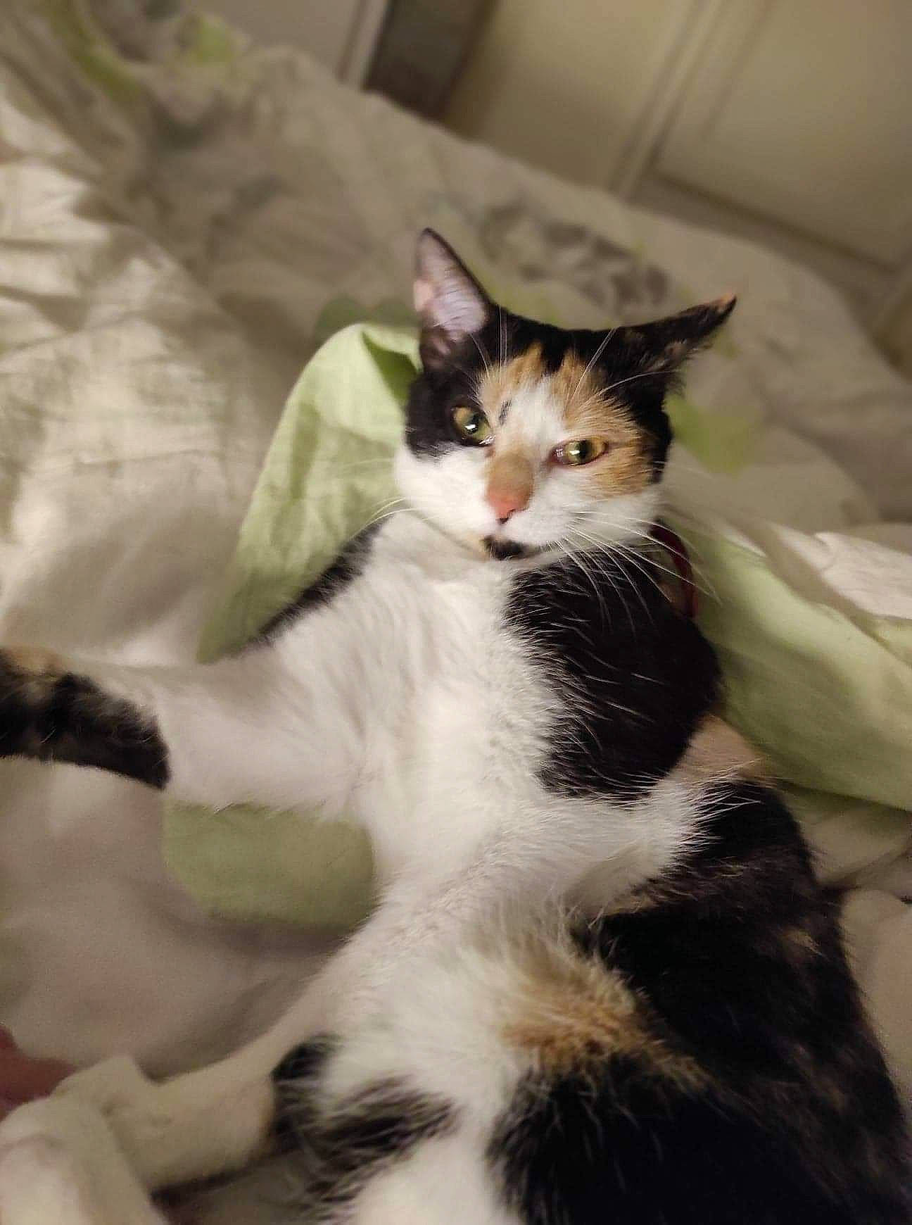 Pixelle a rejoint le concours — aidez-le/la à gagner de superbes lots ! aegean_cat, american_wirehair, asian, black_and_white, carnivore, cat, domestic_short_haired_cat, european_shorthair, felidae, fur, kitten, mammal, norwegian_forest_cat, polydactyl_cat, small_to_medium_sized_cats, tail, whiskers