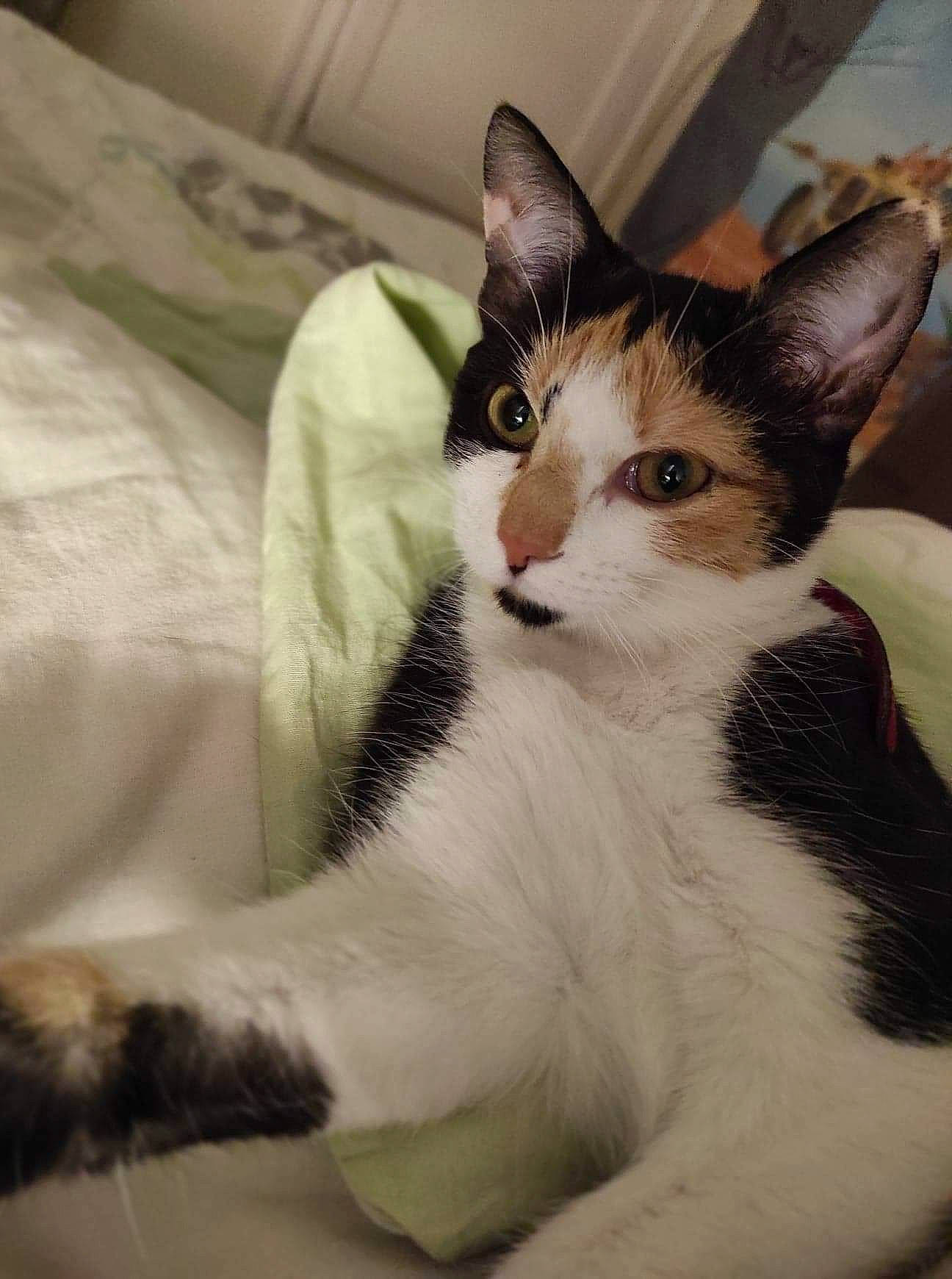 Pixelle participe au concours pour gagner de l'argent avec cette photo : aegean_cat, american_wirehair, asian, carnivore, cat, domestic_short_haired_cat, ear, european_shorthair, felidae, fur, japanese_bobtail, kitten, mammal, small_to_medium_sized_cats, tail, whiskers