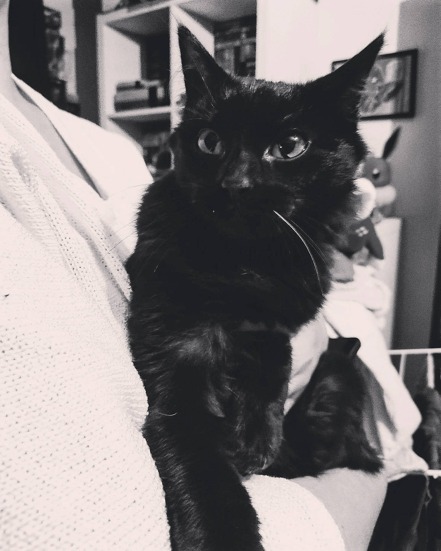 Bastet participe au concours pour gagner de l'argent avec cette photo : asian, black, black_and_white, black_cat, carnivore, cat, domestic_short_haired_cat, ear, eye, felidae, fur, kitten, monochrome, monochrome_photography, polydactyl_cat, small_to_medium_sized_cats, snapshot, snout, whiskers, white