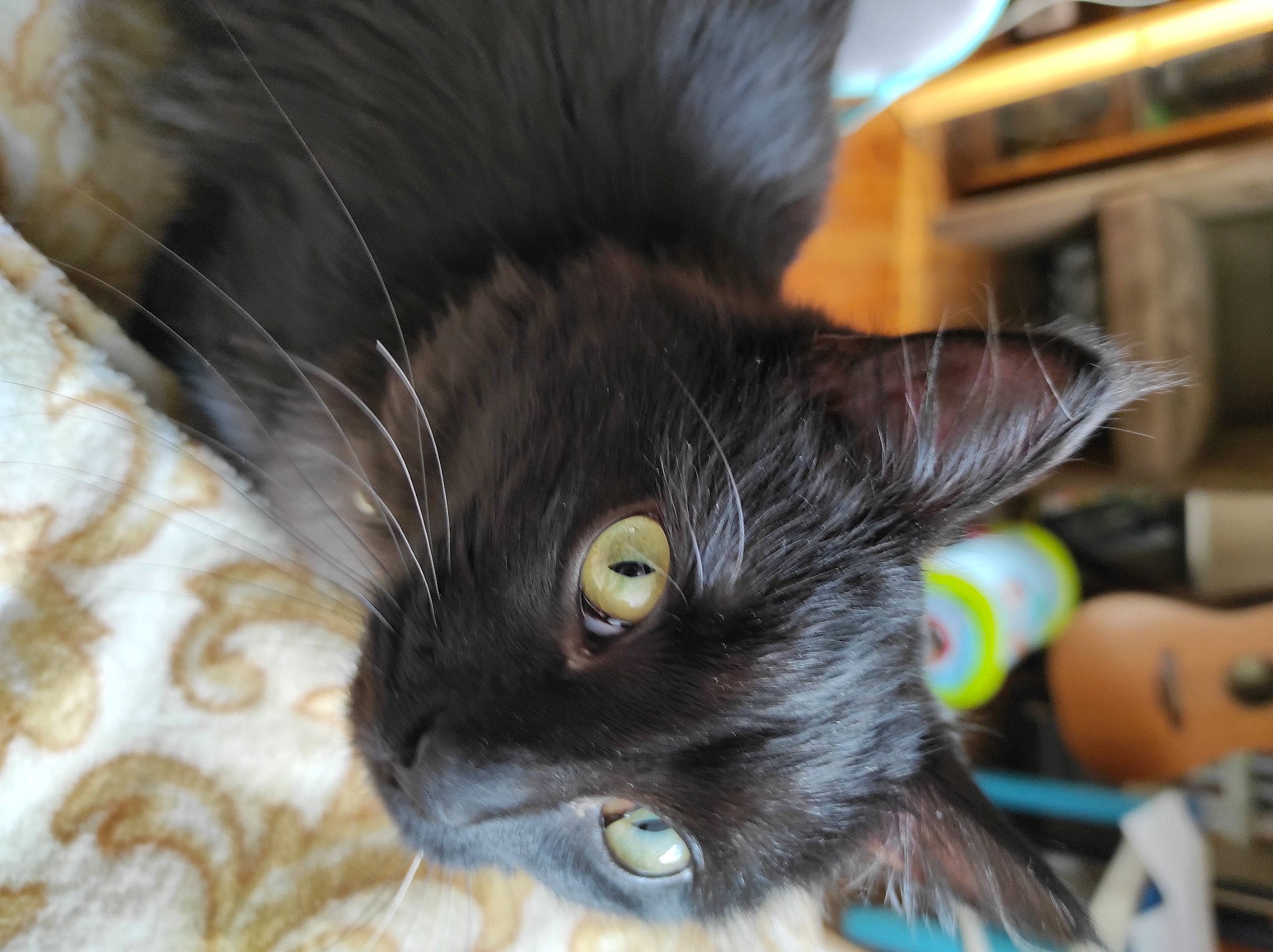 Bastet participe au concours pour gagner de l'argent avec cette photo : black_cat, bombay, carnivore, cat, claw, domestic_short_haired_cat, ear, felidae, fur, iris, paw, plant, small_to_medium_sized_cats, snout, tail, whiskers