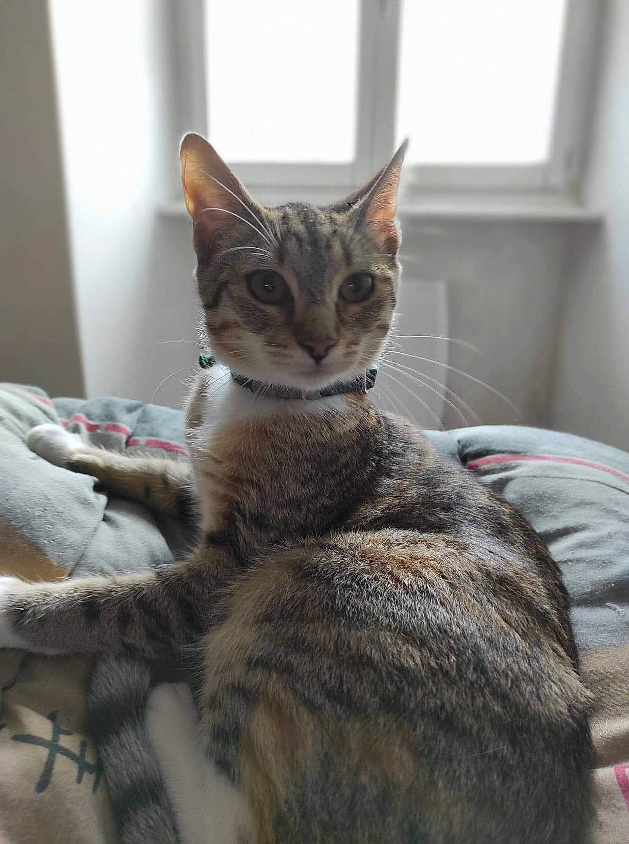 Zelda participe au concours pour gagner de l'argent avec cette photo : aegean_cat, american_shorthair, american_wirehair, asian, australian_mist, carnivore, cat, chausie, domestic_short_haired_cat, dragon_li, european_shorthair, felidae, fur, kitten, mammal, singapura, small_to_medium_sized_cats, snout, tabby_cat, whiskers