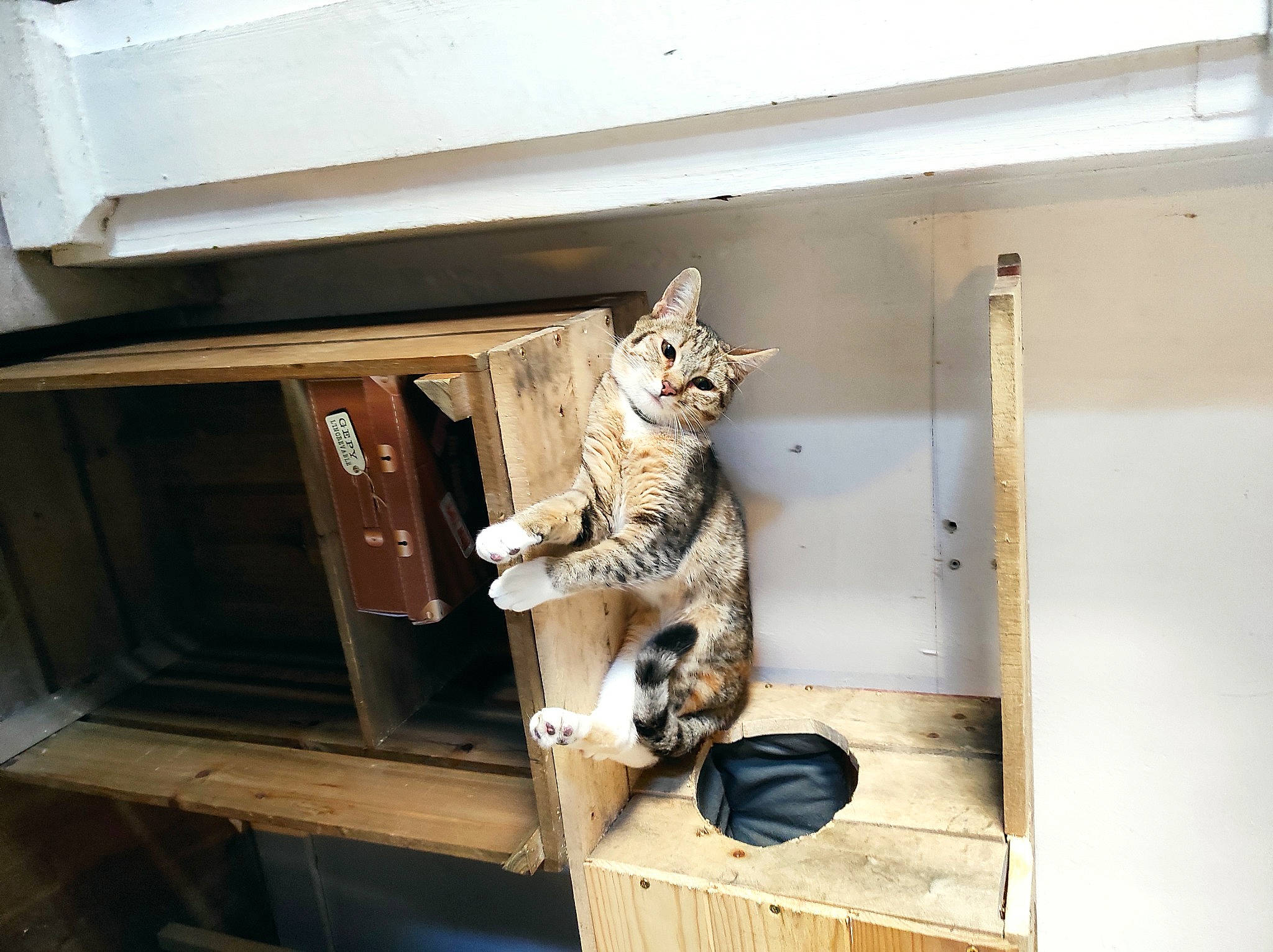 Zelda a rejoint le concours — aidez-le/la à gagner de superbes lots ! carnivore, cat, cat_supply, domestic_short_haired_cat, door, felidae, flooring, fur, gas, hardwood, machine, metal, pet_supply, room, shelf, shelving, small_to_medium_sized_cats, tail, whiskers, wood