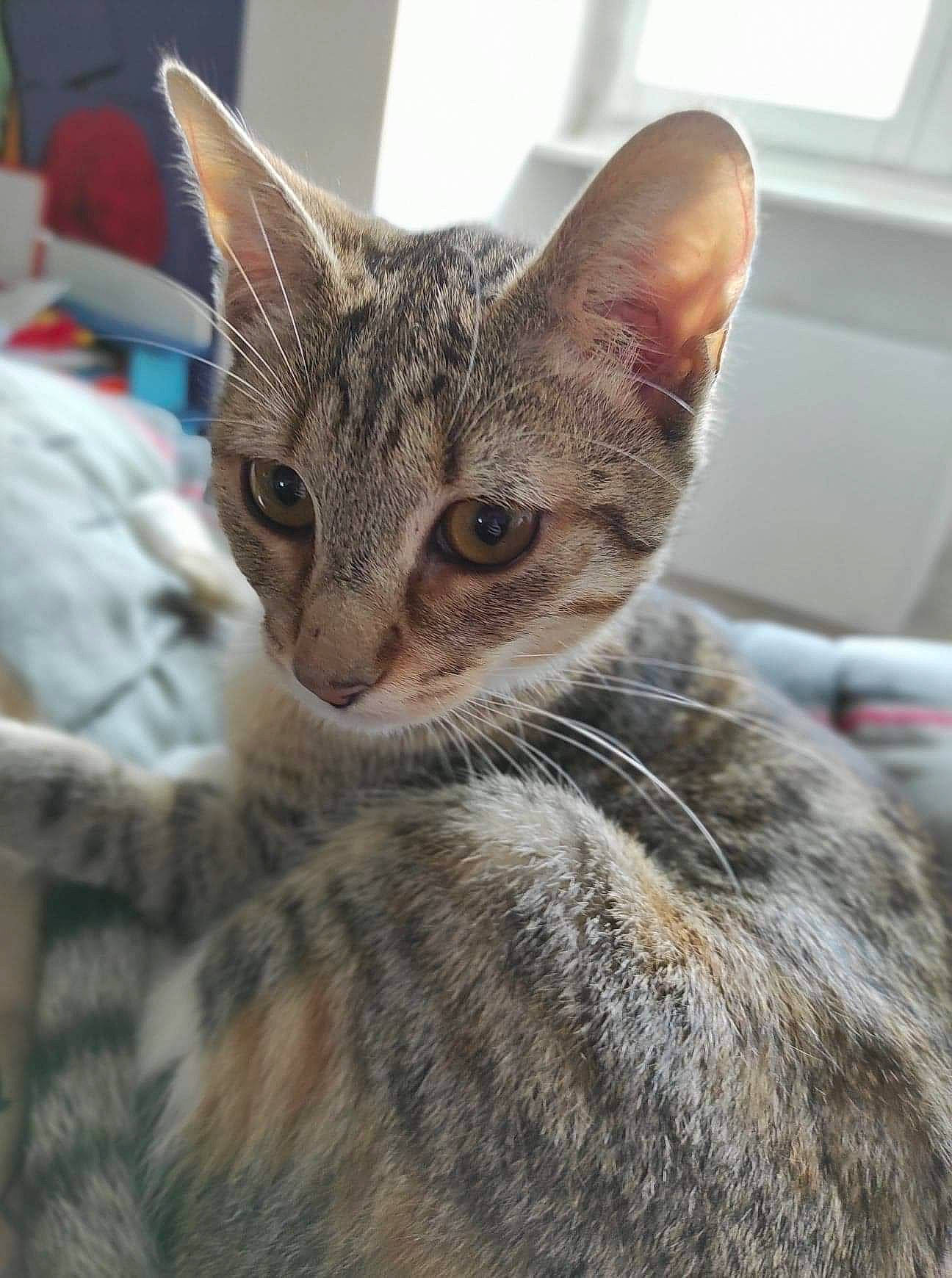 Zelda participe au concours pour gagner de l'argent avec cette photo : aegean_cat, arabian_mau, asian, australian_mist, california_spangled, carnivore, cat, domestic_short_haired_cat, dragon_li, egyptian_mau, european_shorthair, felidae, kitten, mammal, ocicat, oriental_longhair, small_to_medium_sized_cats, tabby_cat, vertebrate, whiskers