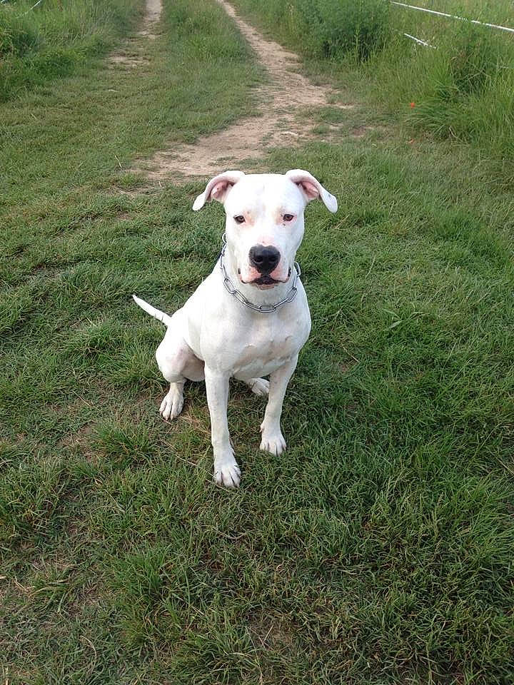 Lyli participe au concours pour gagner de l'argent avec cette photo : american_bulldog, american_pit_bull_terrier, bull_and_terrier, canidae, carnivore, catahoula_bulldog, companion_dog, cordoba_fighting_dog, dog, dog_breed, dogo_argentino, dogo_guatemalteco, fawn, grass, mammal, non_sporting_group, old_english_terrier, rare_breed_dog, sporting_group, vertebrate