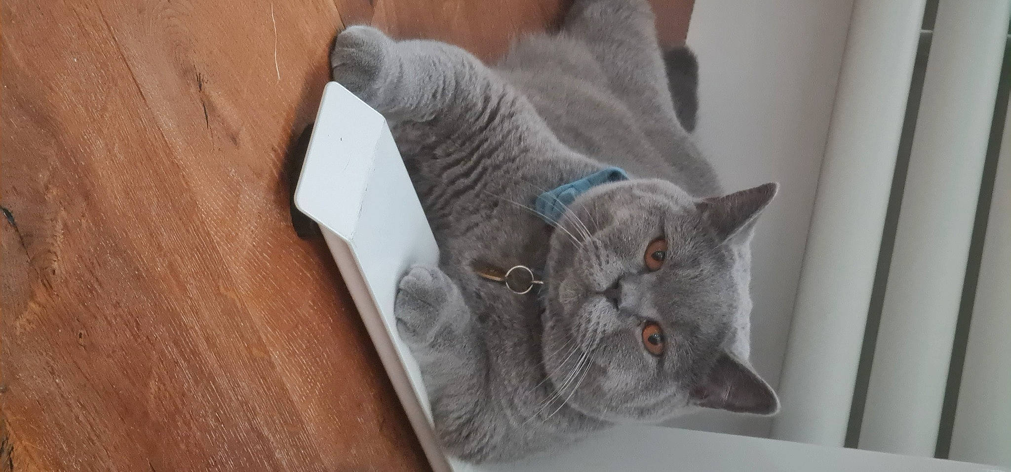 Charles joined the competition — help win amazing prizes! art, carnivore, cat, comfort, domestic_short_haired_cat, felidae, fur, grey, hardwood, room, russian_blue, small_to_medium_sized_cats, tail, whiskers, wood