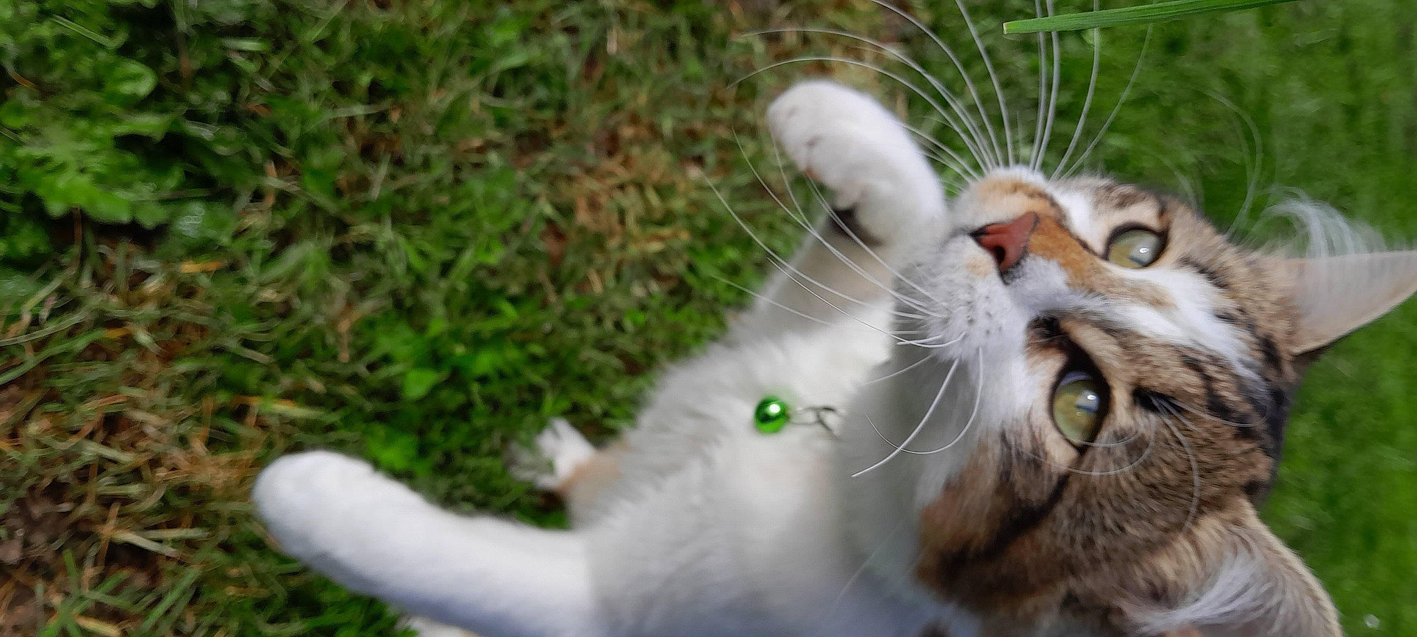 Scooby a rejoint le concours — aidez-le/la à gagner de superbes lots ! carnivore, cat, claw, domestic_short_haired_cat, fawn, felidae, fur, grass, groundcover, paw, plant, small_to_medium_sized_cats, snout, tail, tree, whiskers, wildlife