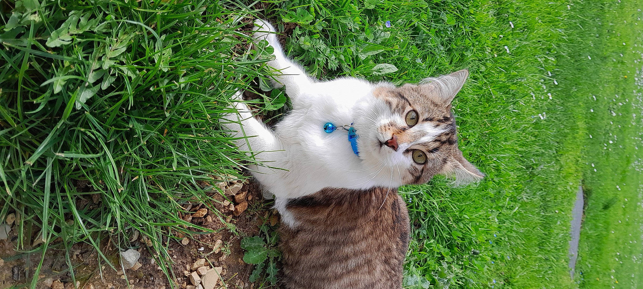 Scooby a rejoint le concours — aidez-le/la à gagner de superbes lots ! canidae, carnivore, cat, collar, dog_breed, domestic_short_haired_cat, fawn, felidae, fur, grass, groundcover, herb, herbaceous_plant, plant, sedge_family, small_to_medium_sized_cats, snout, tail, terrestrial_animal, whiskers