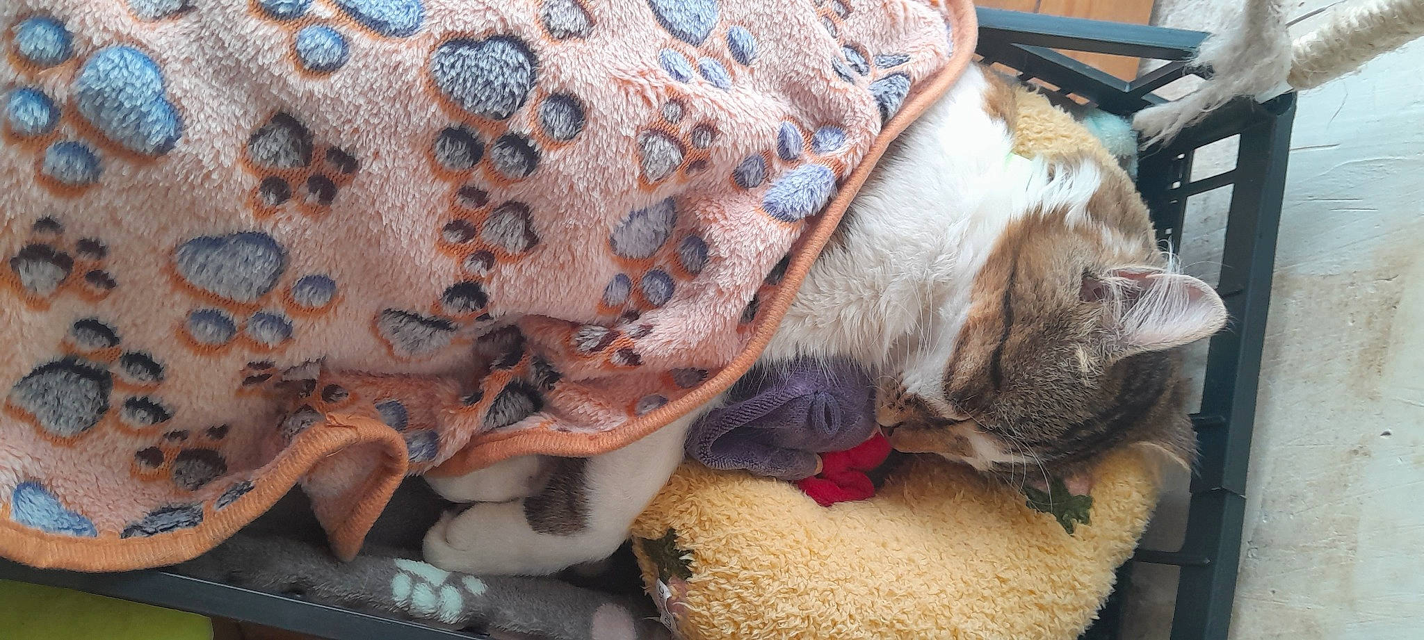 Scooby participe au concours pour gagner de l'argent avec cette photo : bag, carnivore, cat, comfort, companion_dog, domestic_short_haired_cat, fawn, felidae, fur, human_leg, linens, pattern, small_to_medium_sized_cats, tail, thread, whiskers, wood, wool, working_animal, woven_fabric