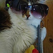 Scooby participe au concours pour gagner de l'argent avec cette photo : cat, sunglasses, fluffy, indoor, pet, animal, relaxed, toy, plush, wooden_floor, closeup, whiskers, ears, fur, cute, domestic_cat, resting, accessory, home, cozy