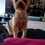 Joyce a rejoint le concours — aidez-le/la à gagner de superbes lots ! adorable, brown_dog, carpet, couch, cute, decor, dog, fur, furniture, indoor, living_room, person_on_tv, pet, plant, small_dog, television, tongue_out, tv_show, watching, wood_floor
