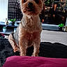 adorable, brown_dog, carpet, couch, cute, decor, dog, fur, furniture, indoor, living_room, person_on_tv, pet, plant, small_dog, television, tongue_out, tv_show, watching, wood_floor
