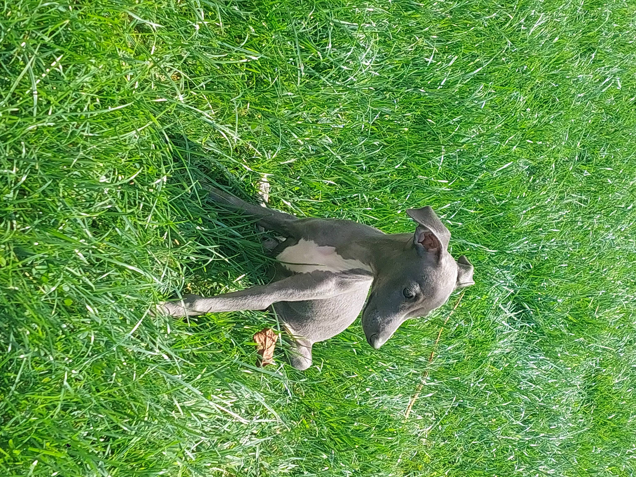 Julie participe au concours pour gagner de l'argent avec cette photo : _geese_and_swans, beak, bird, duck, ducks, falconiformes, grass, grass_family, grassland, groundcover, lawn, pasture, plant, seabird, tail, terrestrial_animal, water_bird, waterfowl, wing
