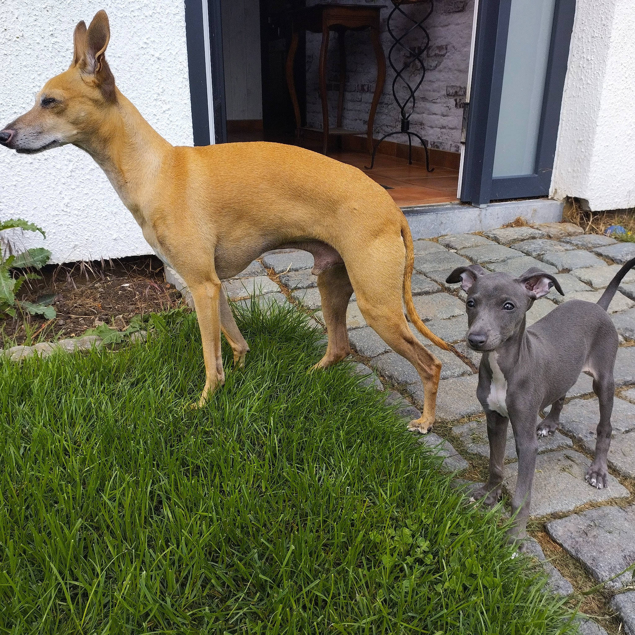 Julie participe au concours pour gagner de l'argent avec cette photo : ancient_dog_breeds, canidae, carnivore, companion_dog, dog, dog_breed, dog_sports, dog_supply, door, fawn, grass, magyar_agar, plant, sighthound, snout, sporting_group, tail, terrestrial_animal, toy_dog, working_animal