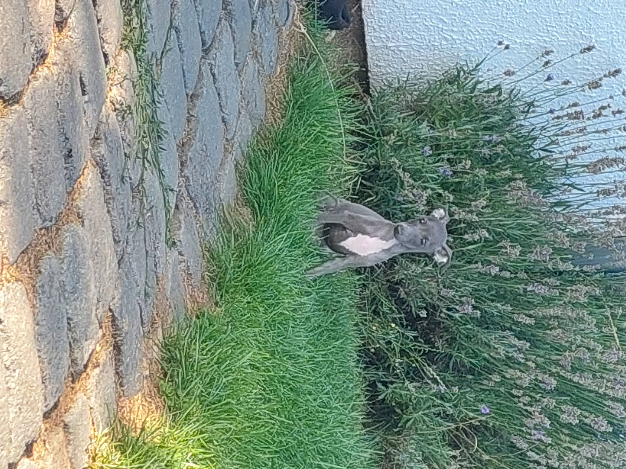 Julie participe au concours pour gagner de l'argent avec cette photo : beak, grass, grass_family, grey_squirrel, ground_squirrels, groundcover, landscape, plant, rock, rodent, shrub, soil, squirrel, tail, tree, trunk, twig, vegetation, window, wood