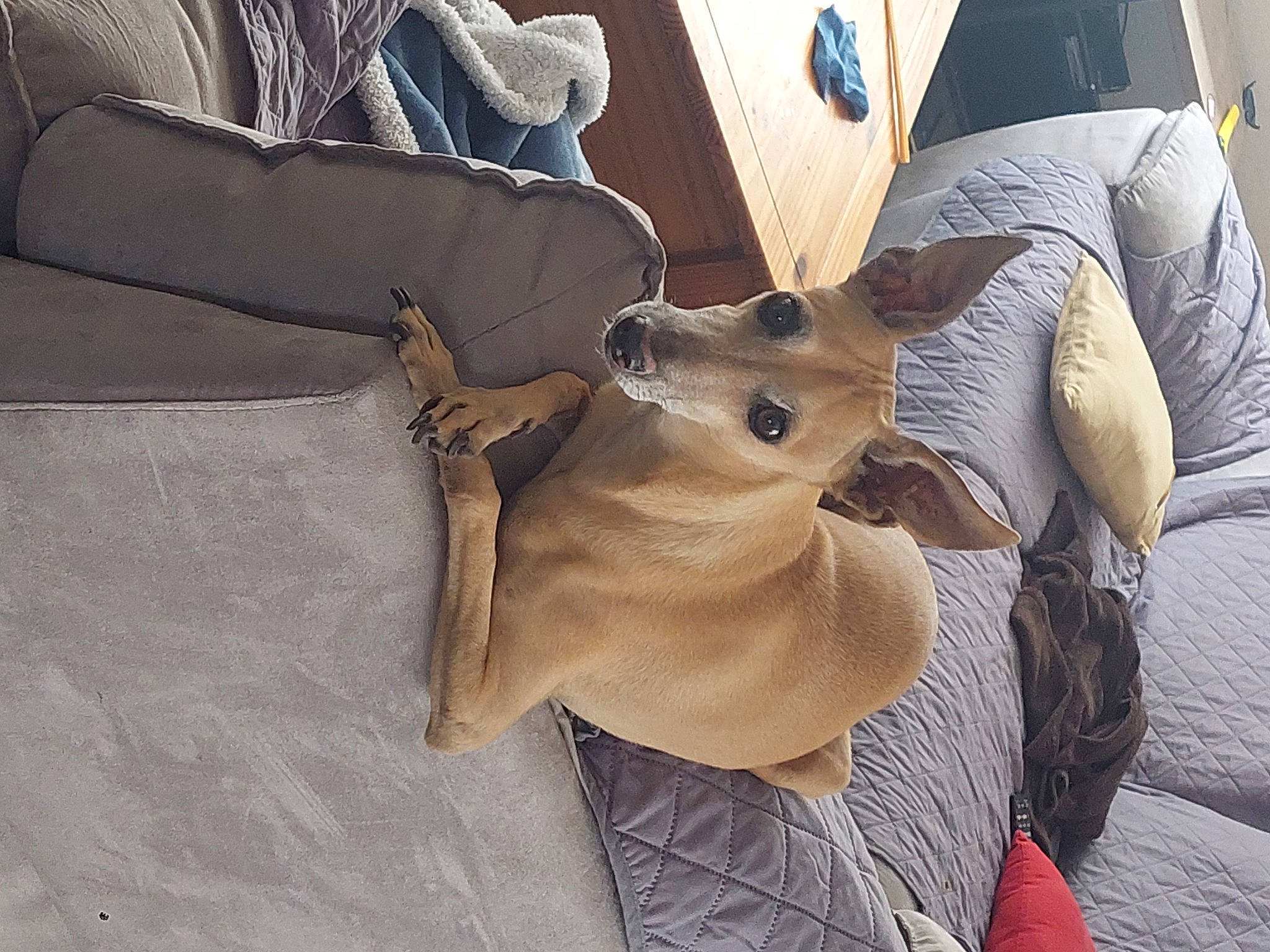 Lucky participe au concours pour gagner de l'argent avec cette photo : bag, canidae, carnivore, comfort, companion_dog, dog, dog_breed, eyewear, fawn, fur, grey, hat, linens, shoe, sleeve, sunglasses, toy_dog, whiskers, wood, working_animal