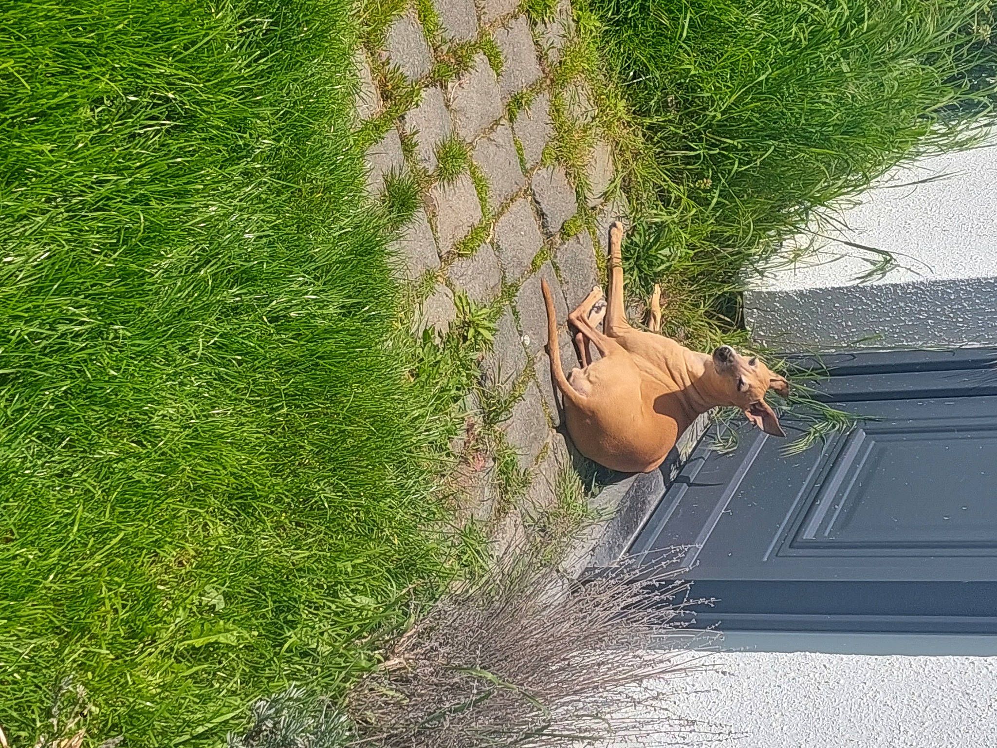 Lucky a rejoint le concours — aidez-le/la à gagner de superbes lots ! garden, grass, grass_family, grassland, groundcover, hedge, landscape, lawn, people_in_nature, plant, plant_stem, shadow, shrub, terrestrial_plant, wire_fencing, yard