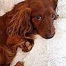 Buddy joined the competition — help win amazing prizes! dog, pet, canine, brown, fluffy, blanket, resting, cute, fur, animal, indoor, cozy, relaxed, portrait, companion, snuggle, cute_eyes, soft, comfort, laying_down