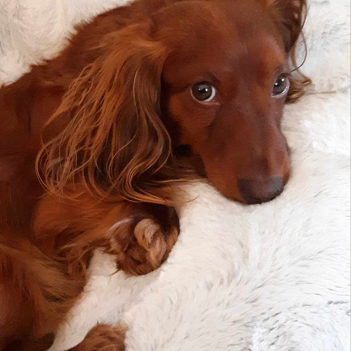 Buddy