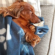 Buddy is registered to the contest to win money with this photo: dog, sleeping, blanket, couch, cozy, indoors, resting, fur, paw, pet, canine, comfort, relaxation, home, nap, fur_texture, warm, cute, domestic_animal, animal