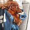 dog, sleeping, blanket, couch, cozy, indoors, resting, fur, paw, pet, canine, comfort, relaxation, home, nap, fur_texture, warm, cute, domestic_animal, animal