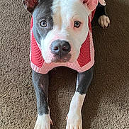 Paceince is registered to the contest to win money with this photo: dog, puppy, pit_bull, portrait, indoors, carpet, sweater, striped_clothing, pink, red, white, black, floppy_ear, upright_ear, paws, brown_carpet, pet, cute, looking_at_camera, close_up