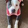 dog, puppy, pit_bull, portrait, indoors, carpet, sweater, striped_clothing, pink, red, white, black, floppy_ear, upright_ear, paws, brown_carpet, pet, cute, looking_at_camera, close_up