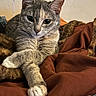 cat, gray_tabby, pet, animal, feline, whiskers, ears, eyes, paws, fur, portrait, close_up, stretched, lying_down, relaxed, blanket, bed, indoor, cozy, home