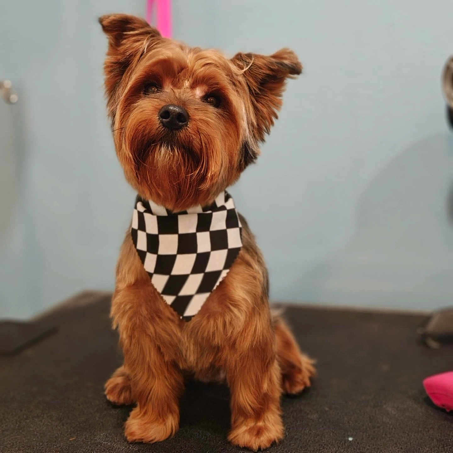 Cooper joined the competition — help win amazing prizes! accessories, affenpinscher, animal, bandana, canine, clothing, dog, dogbed, formalwear, headband, necktie, pet, puppy, scarf, terrier, tie