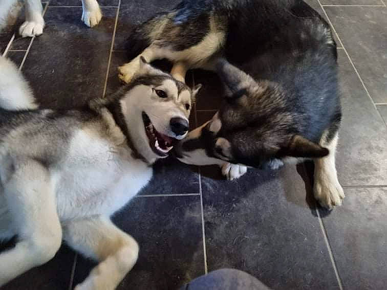 Shiva participe au concours pour gagner de l'argent avec cette photo : canidae, canis, carnivore, companion_dog, dog, dog_breed, fawn, fur, mammal, paw, pet_supply, puppy, siberian_husky, sled_dog, snout, sporting_group, tail, vertebrate, working_animal, working_dog