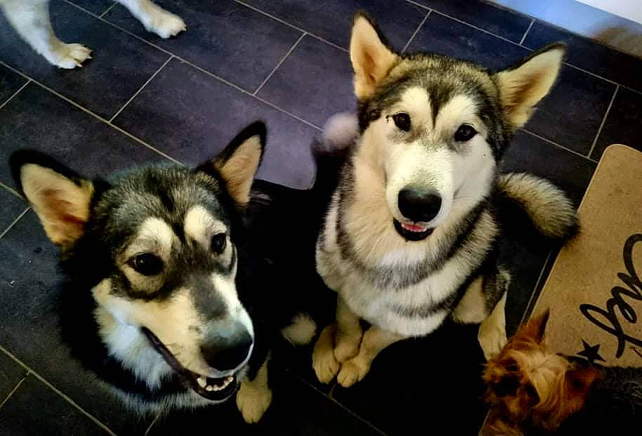 Shiva a rejoint le concours — aidez-le/la à gagner de superbes lots ! ancient_dog_breeds, canidae, canis, carnivore, companion_dog, dog, dog_breed, flooring, fur, handwriting, photography, recreation, siberian_husky, sled_dog, snapshot, snout, sporting_group, working_animal, working_dog