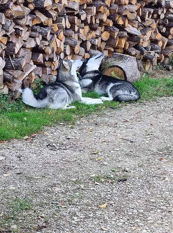 Shiva a rejoint le concours — aidez-le/la à gagner de superbes lots ! beak, bedrock, grass, groundcover, mammal, rock, snout, soil, tail, terrestrial_animal, wildlife, wood