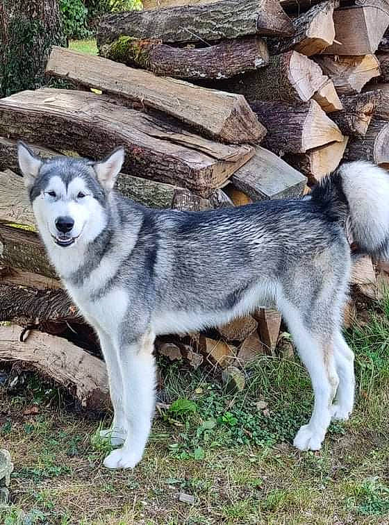 Shiva participe au concours pour gagner de l'argent avec cette photo : ancient_dog_breeds, canidae, canis, canis_lupus_tundrarum, carnivore, dog, dog_breed, fur, grass, rock, siberian_husky, sled_dog, snout, sporting_group, sulimov_dog, tail, terrestrial_animal, wolf, working_animal, working_dog