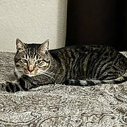 Tigger is registered to the contest to win money with this photo: cat, tabby, feline, pet, animal, lying_down, relaxed, alert, face, whiskers, ears, striped_fur, bed, blanket, bedspread, bedroom, indoors, portrait, close_up, patterned_fabric