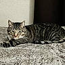 cat, tabby, feline, pet, animal, lying_down, relaxed, alert, face, whiskers, ears, striped_fur, bed, blanket, bedspread, bedroom, indoors, portrait, close_up, patterned_fabric
