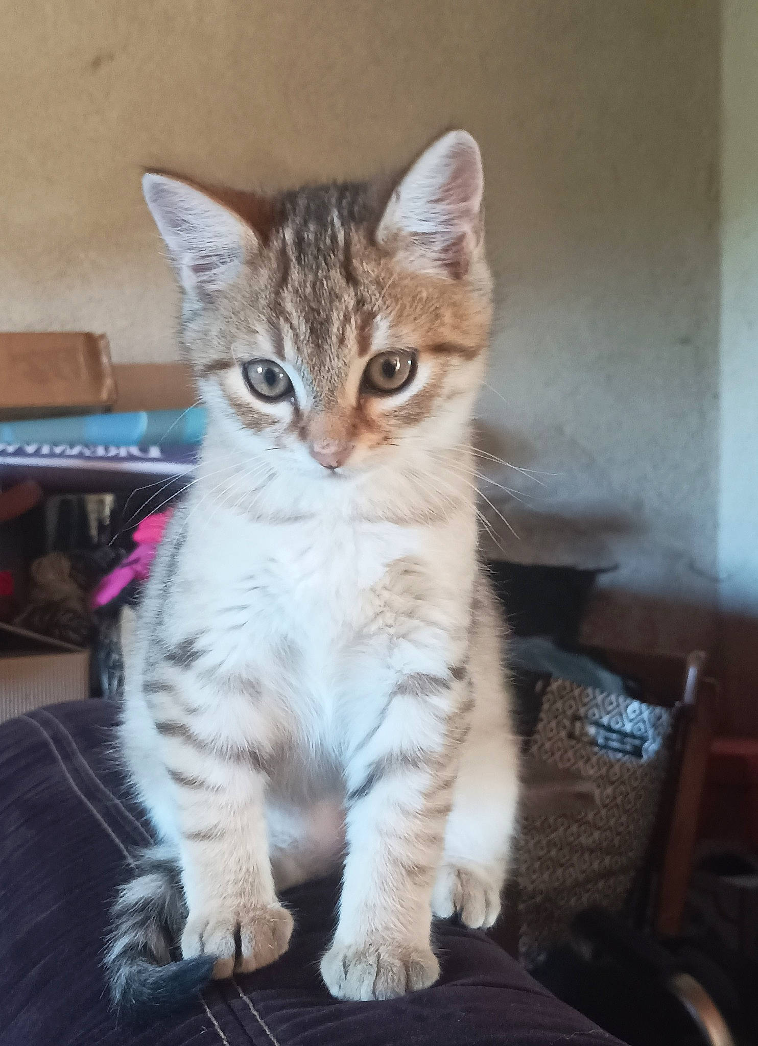 Plouf participe au concours pour gagner de l'argent avec cette photo : box, carnivore, cat, claw, domestic_short_haired_cat, fawn, felidae, fur, paw, small_to_medium_sized_cats, tail, terrestrial_animal, toe, whiskers, window